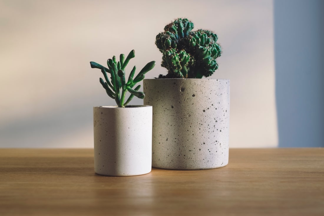 5 plant that clean the air